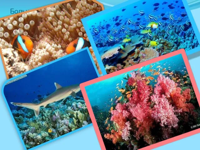 Большой барьерный риф является одной из самых разнообразных экосистем в мире. Здесь