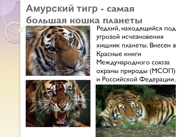 Амурский тигр - самая большая кошка планеты Редкий, находящийся под угрозой исчезновения