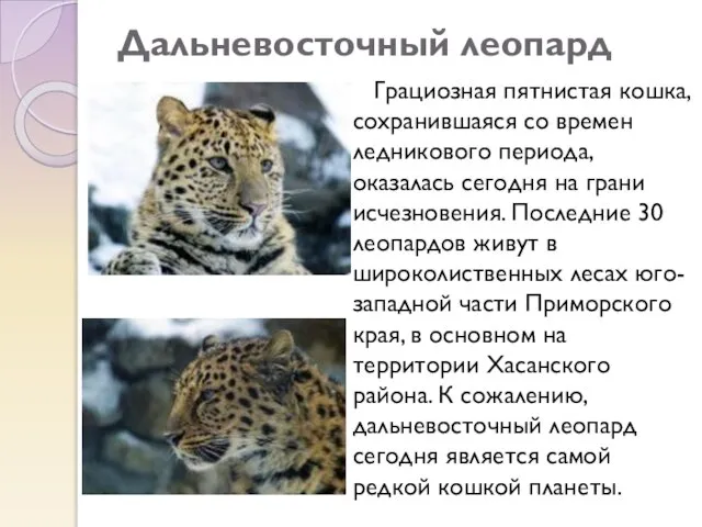 Дальневосточный леопард Грациозная пятнистая кошка, сохранившаяся со времен ледникового периода, оказалась сегодня