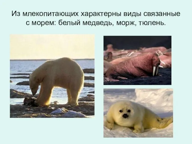 Из млекопитающих характерны виды связанные с морем: белый медведь, морж, тюлень.