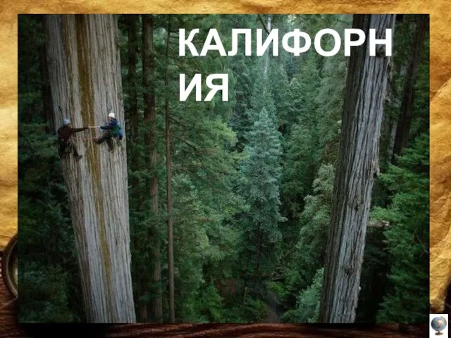 Стволы самого высокого дерева на Земле достигают в высоту 100 метров и