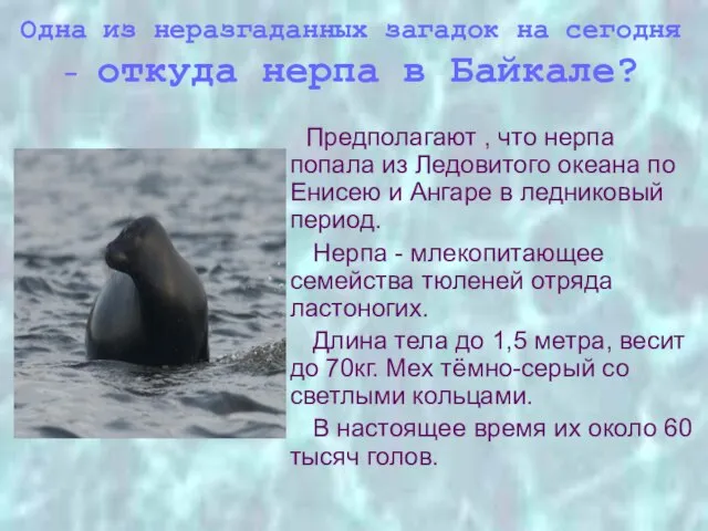 Одна из неразгаданных загадок на сегодня - откуда нерпа в Байкале? Предполагают