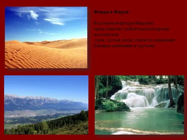 Флора и Фауна : В основном флора Марокко представляет собой высокогорные альпийские