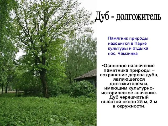 Основное назначение памятника природы – сохранение дерева дуба, являющегося долгожителем и, имеющим