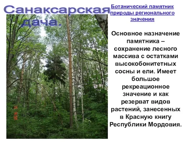 Санаксарская дача. Основное назначение памятника – сохранение лесного массива с остатками высокобонитетных