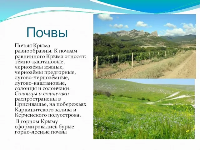 Почвы Почвы Крыма разнообразны. К почвам равнинного Крыма относят: тёмно-каштановые, чернозёмы южные,