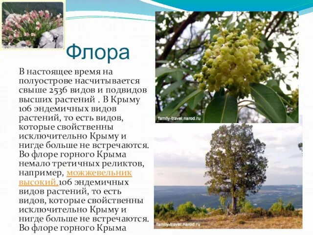 Флора В настоящее время на полуострове насчитывается свыше 2536 видов и подвидов