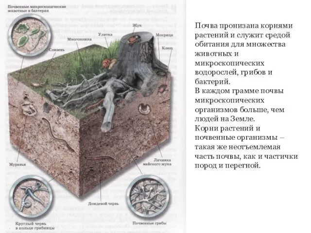 Почва пронизана корнями растений и служит средой обитания для множества животных и