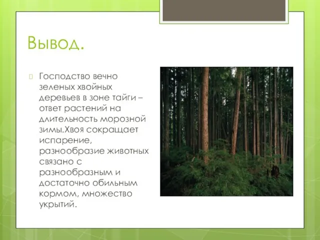 Вывод. Господство вечно зеленых хвойных деревьев в зоне тайги – ответ растений