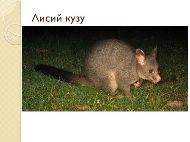 Лисий кузу