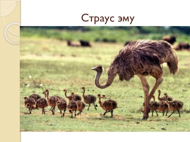 Страус эму