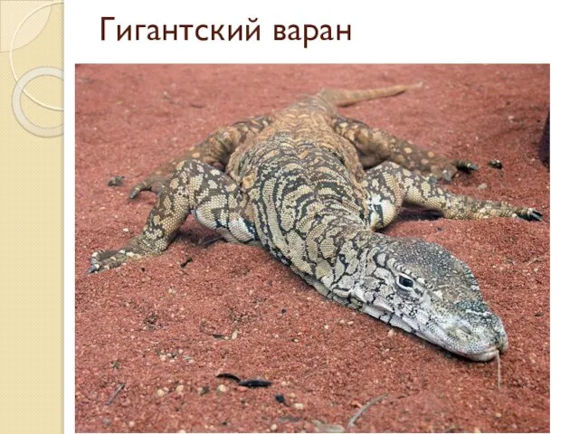 Гигантский варан