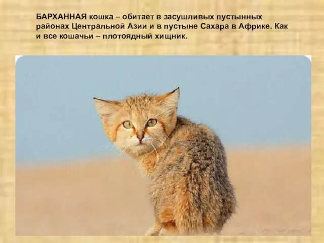 БАРХАННАЯ кошка – обитает в засушливых пустынных районах Центральной Азии и в