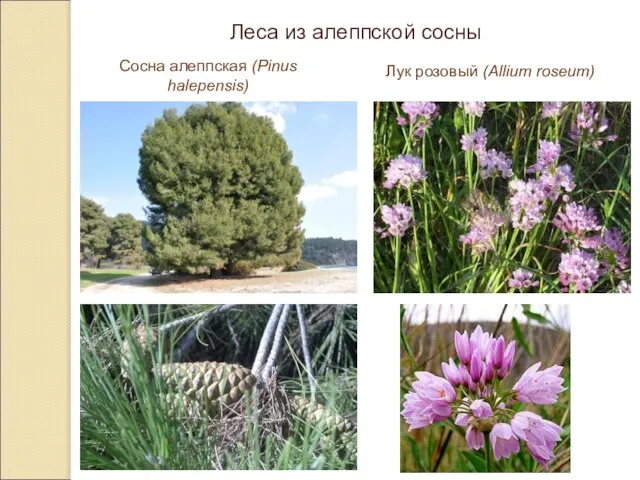 Леса из алеппской сосны Сосна алеппская (Pinus halepensis) Лук розовый (Allium roseum)