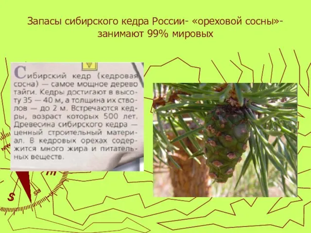 Запасы сибирского кедра России- «ореховой сосны»- занимают 99% мировых