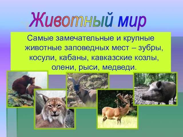 Самые замечательные и крупные животные заповедных мест – зубры, косули, кабаны, кавказские