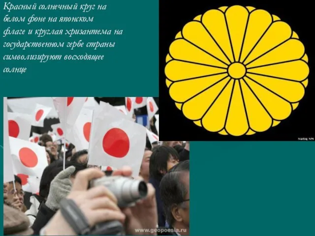 Красный солнечный круг на белом фоне на японском флаге и круглая хризантема