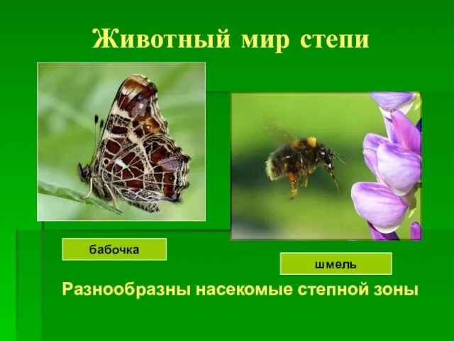 Животный мир степи Разнообразны насекомые степной зоны бабочка шмель