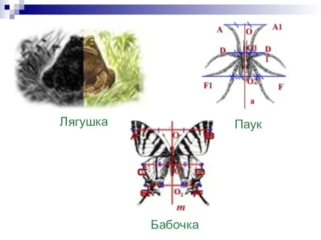 Лягушка Паук Бабочка