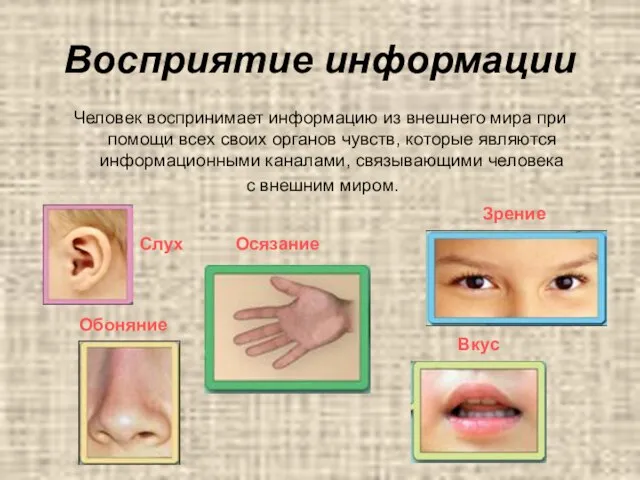 Восприятие информации Человек воспринимает информацию из внешнего мира при помощи всех своих