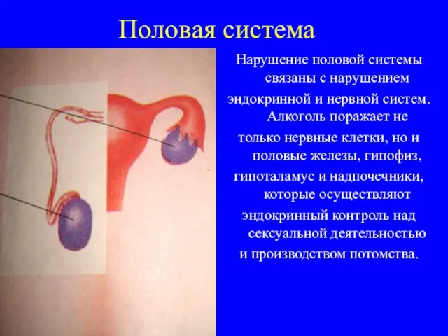 Половая система Нарушение половой системы связаны с нарушением эндокринной и нервной систем.