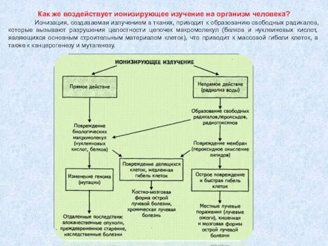 Как же воздействует ионизирующее изучение на организм человека? Ионизация, создаваемая излучением в