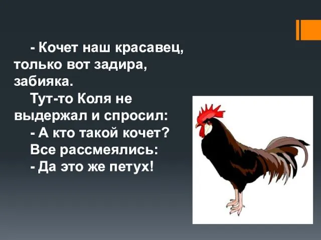 - Кочет наш красавец, только вот задира, забияка. Тут-то Коля не выдержал