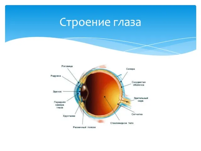 Строение глаза