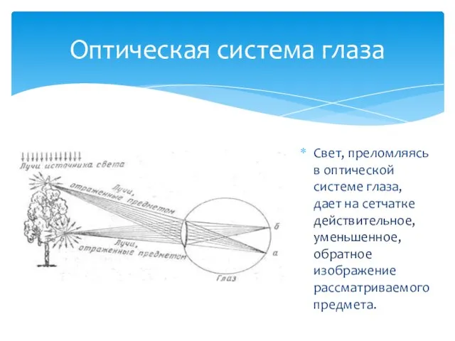 Свет, преломляясь в оптической системе глаза, дает на сетчатке действительное, уменьшенное, обратное