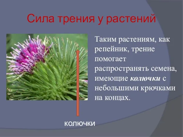 Сила трения у растений Таким растениям, как репейник, трение помогает распространять семена,