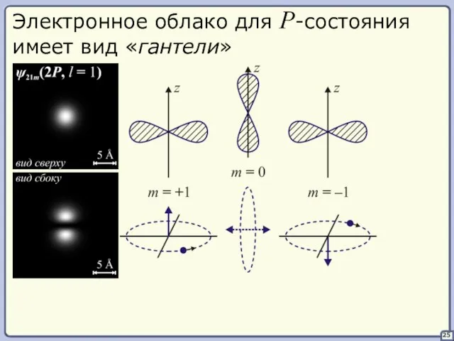 25 Электронное облако для P-состояния имеет вид «гантели»