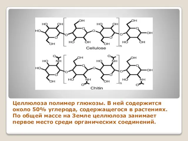 Целлюлоза полимер глюкозы. В ней содержится около 50% углерода, содержащегося в растениях.