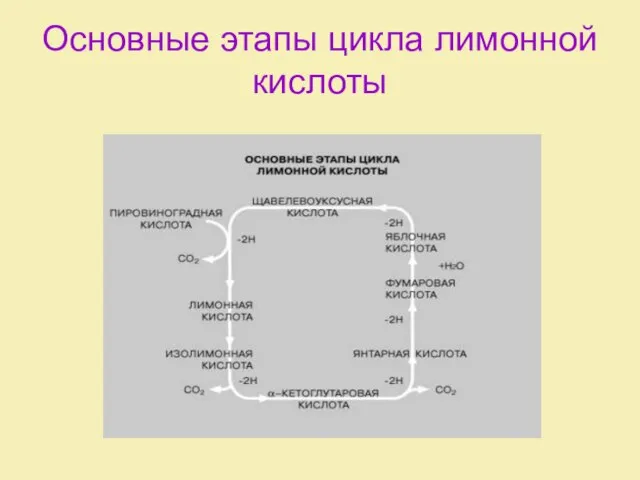 Основные этапы цикла лимонной кислоты