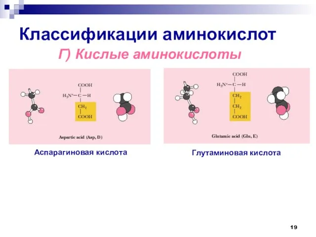 Классификации аминокислот Г) Кислые аминокислоты Глутаминовая кислота Аспарагиновая кислота
