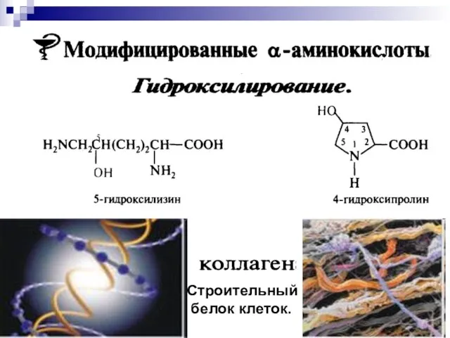 Строительный белок клеток.