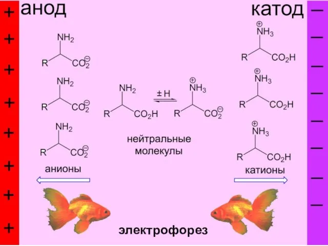 электрофорез