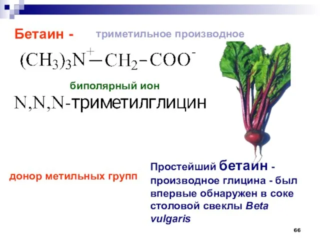 Простейший бетаин - производное глицина - был впервые обнаружен в соке столовой