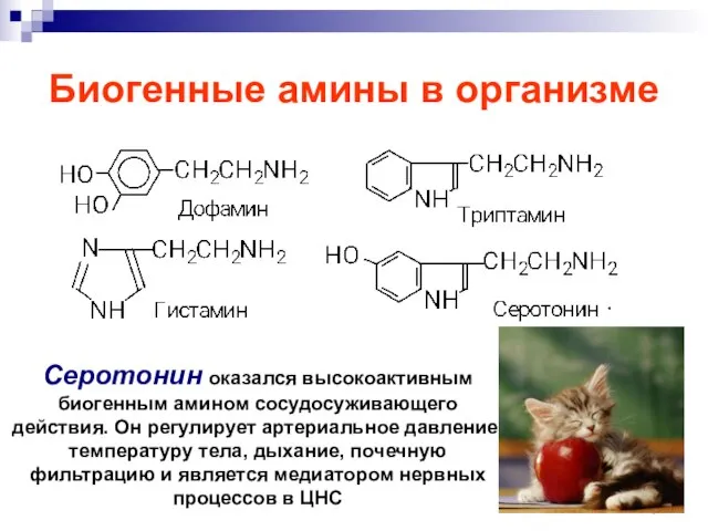 Биогенные амины в организме Серотонин оказался высокоактивным биогенным амином сосудосуживающего действия. Он