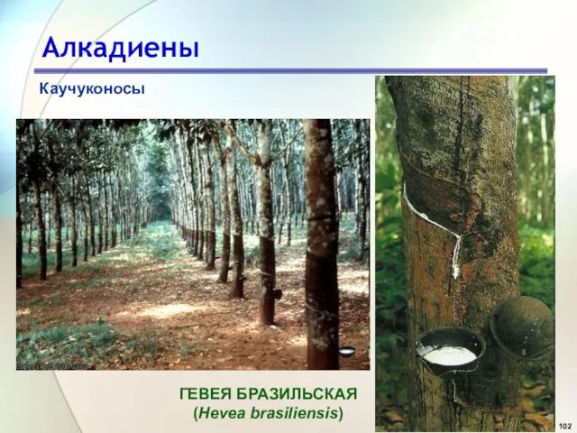 Алкадиены Каучуконосы ГЕВЕЯ БРАЗИЛЬСКАЯ (Hevea brasiliensis)