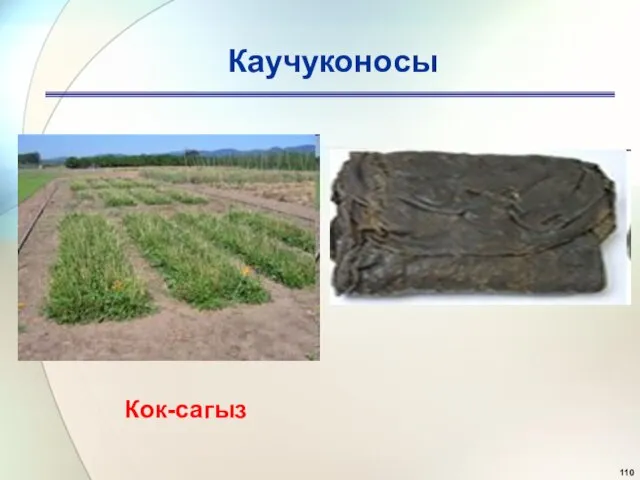 Каучуконосы Кок-сагыз