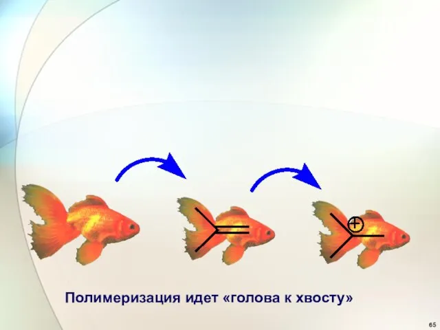 Полимеризация идет «голова к хвосту»