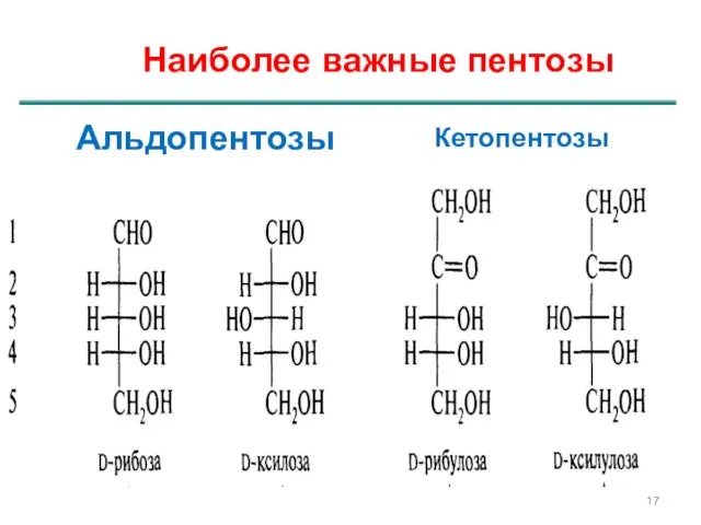 Наиболее важные пентозы Альдопентозы Кетопентозы