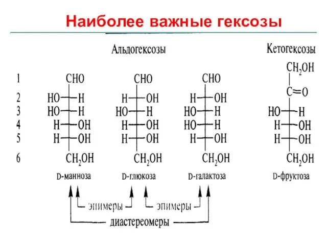 Наиболее важные гексозы