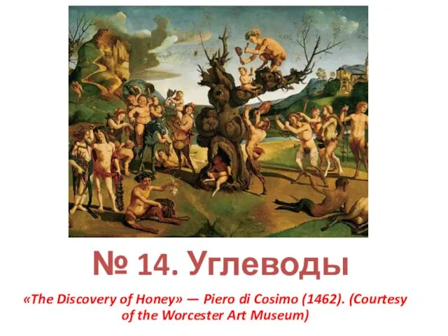 № 14. Углеводы «The Discovery of Honey» — Piero di Cosimo (1462).