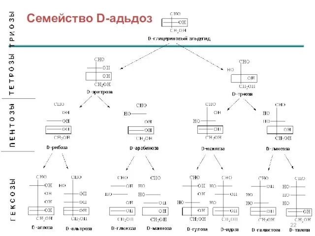 Семейство D-адьдоз