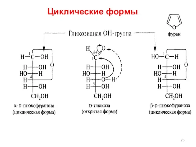 Циклические формы