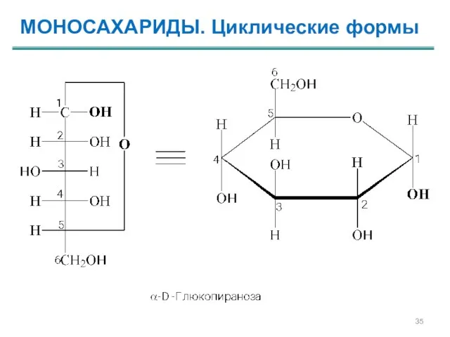 МОНОСАХАРИДЫ. Циклические формы