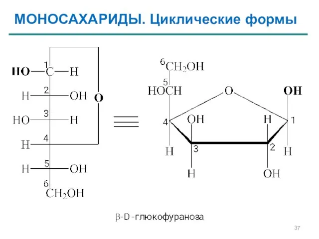 МОНОСАХАРИДЫ. Циклические формы