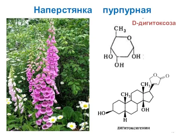 Наперстянка пурпурная D-дигитоксоза