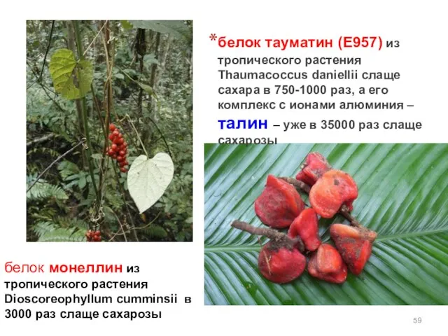 белок монеллин из тропического растения Dioscoreophyllum cumminsii в 3000 раз слаще сахарозы